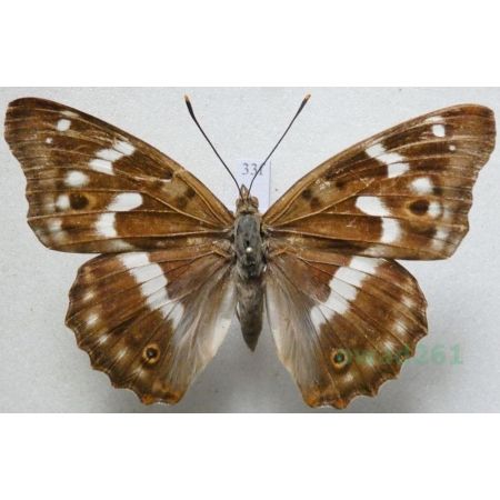 Apatura ilia (Denis & Schiffermüller, 1775) female Mieniak strużnik Poland33f